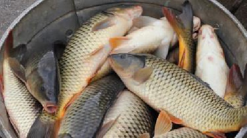 دانلود پاورپوینت معرفی ماهیان گرم آبی(با توضیحات کامل)