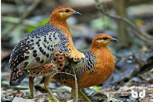 دانلود پاورپوینت جامع پرورش بلدرچین(توضیحات کامل)