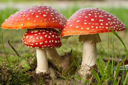 پاورپوینت جامع مدیریت قارچی(توضیحات کامل)