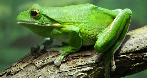 دانلود پاورپوینت پرورش قورباغه در ایران(با توضیحات جامع و کامل)