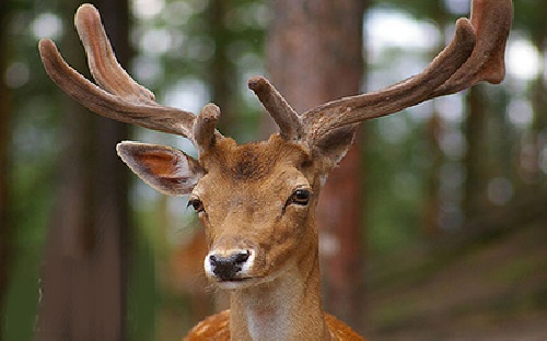 دانلود پاورپوینت پرورش گوزن در ایران(با توضیحات جامع و کامل)