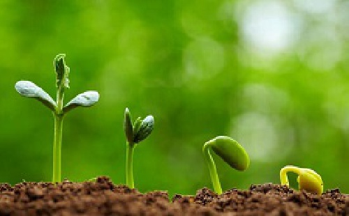 دانلود پاورپوینت سرگذشت دانه ها                               