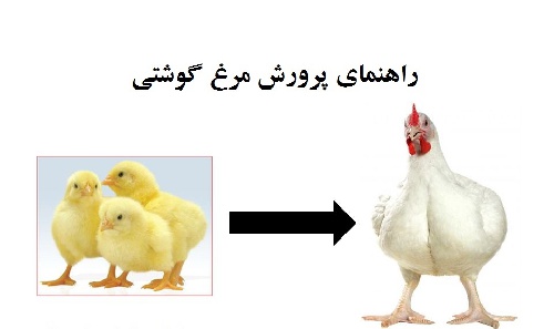 دانلود راهنمای پرورش جوجه گوشتی در ایران