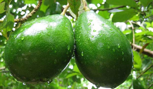 دانلود پاورپوینت آموزش کاشت و پرورش هسته درخت آووکادو در خانه و گلدان(با توضیحات کامل)