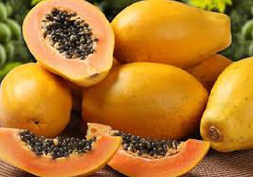 دانلود پاورپوینت نحوه پرورش درخت پاپایا(با توضیحات کامل)