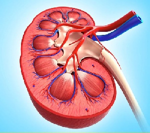 دانلود پاورپوینت بدن ما(1) - علوم چهارم دبستان