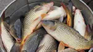 دانلود پاورپوینت معرفی ماهیان گرم آبی(با توضیحات کامل)