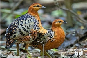 دانلود پاورپوینت جامع پرورش بلدرچین(توضیحات کامل)