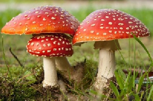 پاورپوینت جامع مدیریت قارچی(توضیحات کامل)