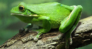 دانلود پاورپوینت پرورش قورباغه در ایران(با توضیحات جامع و کامل)