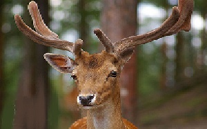 دانلود پاورپوینت پرورش گوزن در ایران(با توضیحات جامع و کامل)