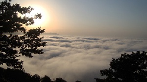 دانلود پاورپوینت تخریب جنگل ابر به بهانه توسعه