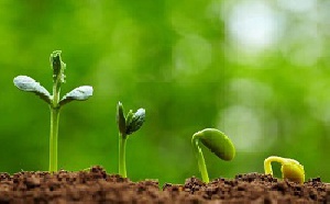 دانلود پاورپوینت سرگذشت دانه ها                               