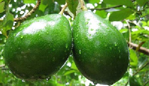 دانلود پاورپوینت آموزش کاشت و پرورش هسته درخت آووکادو در خانه و گلدان(با توضیحات کامل)