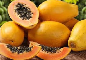 دانلود پاورپوینت نحوه پرورش درخت پاپایا(با توضیحات کامل)